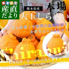 �F�{������Y�n���� �F�{���Y ����ʂ�(�s�m��) �D�i�ȏ� 4L����2L�T�C�Y �����Ղ��5�L��1��(14�ʂ���20�ʑO��) �������� ����ʂ� ���k