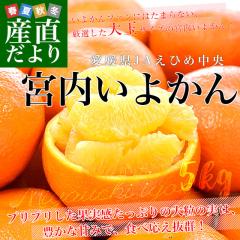 ���Q���Y JA���Ђߒ��� �{�����悩�� ���ƒ�p �D�i ��� 3L�T�C�Y ��5�L��(16�ʑO��) �������� �ɗ\�� ���k�y���������F�J�[�g���ɋL��