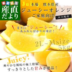 �F�{������Y�n���� �I �W���[�V�[�I�����W�i�͓��ӊ��j2L����M�T�C�Y ���ƒ���� ��5kg�i12����18�ʑO��j�������� ���k �I�����W�y��