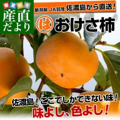 �V�������Y�n���� ���n�� JA�H�� �������` 3.75�L�� 2L����M�T�C�Y(14�ʂ���20��) �` ����  ���������y���������F�J�[�g���ɋL�ڂ��Ă�