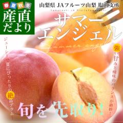 RYn JAt[cR Rx T}[GWF  ϔ 1.5Li9ʁj v Ղ  X