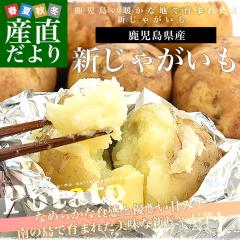 ���������Y �V���Ⴊ�� �G�i 2L����L�T�C�Y ��5�L���i20�ʂ���35�ʑO��j�������� �n�鏒 ���Ⴊ���� �W���K�C�� �V���Ⴊ�����y��������