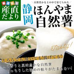 �É������Y�n���� JA�É��s �{�R���R�� �ق��܂��˂񂶂� 1�{�� L�T�C�Y 1�{���� �������� �R�� ��܂��� �Ƃ�� �y���������F�J�[�g