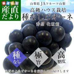 RYn JAt[cR ȂsI[l Gi [P[ ϔ (550g ~P[)   ԂǂMtg ăMtg 