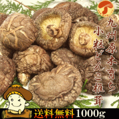 �u�����ǂ񂱒ő� 1000g�v���Y�ő� ���؍͔| ��B�O����