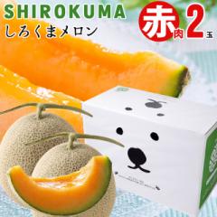 2024N \t Mtg   SHIROKUMA SWEET kCY ԓ QʓiPʖ1.6kg  LTCY~Qʁj / kC 