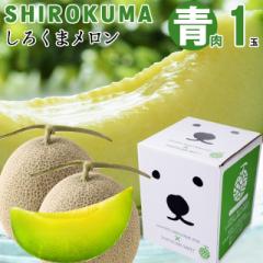 2024N \t  Mtg   SHIROKUMA SWEET kCY  Pʓi1.6kg  LTCYj / 䒆 kC