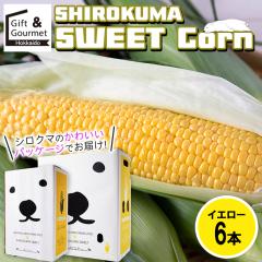 2026�N�\�� �Ƃ����낱�� �k�C�� �������� SHIROKUMA SWEET �k�C���Y �C�G���[�R�[�� 6�{ / ���� �S�[���h���b�V�� �g�E�����R�V �Ƃ���