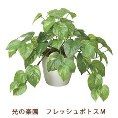 �����̊y�� (384K55-60) �t���b�V�� �|�g�X M �������� 92505