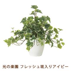 �����̊y�� (2253A50-66) �t���b�V�� ������ �A�C�r�[ �������� 99502