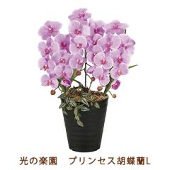 �����̊y�� (2265K60-80) �v�����Z�X �Ӓ��� L �������� 99519