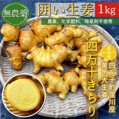 �y�E��Y���z ���_�� ���I 1kg �͐��I ���F �吶�I �l���\����� ���m�Y [���}�g����]�y�k�C�����ꌧ�������������z ���Y ���傤�� �l��