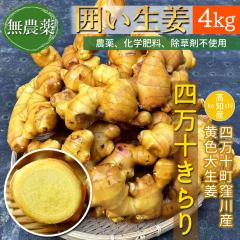 �y�E��Y���z ���_�� ���I 4kg �͐��I ���F �吶�I �l���\����� ���m�Y [���}�g����]�y�k�C�����ꌧ�������������z ���Y ���傤�� �l��