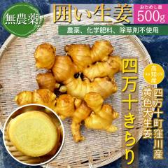 �y�E��Y���z ���_�� ���I 500g �͐��I ���F �吶�I �l���\����� ���m�Y [���}�g����]�y�k�C�����ꌧ�������������z ���Y ���傤�� �l��