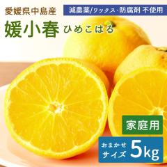 �����Y �݂��� �Q���t 5kg ���� �Ђ߂��͂� �ƒ�p �T�C�Y���� ���_�� �Y�n�����y�k�C�����ꌧ�������������z ���݂��� ���k �ʕ� �t���[