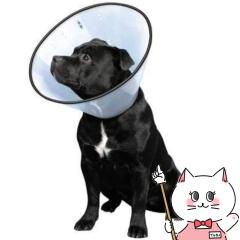 VETJ[ L NA[Ё@t@^W[[h][happiest][120TCY]iƂ̓s[] (6062623)