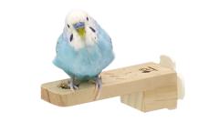 �����p�p�[�`�@���񂵂�t���b�g�p�[�`�@�V���[�g �O�W���� (4976285111631)