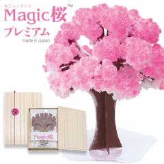 �}�W�b�N�� Magic�� �v���~�A�� 12���Ԃō炭�����̃T�N�� �}�W�b�N �N���X�}�X�c���[�V���[�Y �������Ԍ� ���������Ԍ� ��̓� ���Ԍ��O