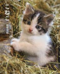 �y�V�i�z���˂� �N�����B�X �⍇�����^��