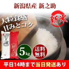 �V�� �� 5kg �V�����Y �V�V�� ����̂��� �ߘa8�N�Y �ꓙ�� ���� 5kg �������� �k�C���E����͒ǉ����� �c�Ɠ�14���܂ő����������� 5�L