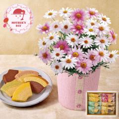 ��̓� �M�t�g 2026 �v���[���g ���� P10�{ �}�[�K���b�g ������ׁ[�� �� �����D�� ����t���[�c�N�[�w�� ���� �� �X�C�[�c �������� 