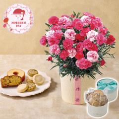 ��̓� �M�t�g 2026 �v���[���g ���� P10�{ �J�[�l�[�V���� ��������Ȃ� �� �p�e�B�X���[ �L�n�` �A�\�[�gBOX �� �X�C�[�c �������� �y