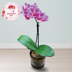 ��̓� �M�t�g 2026 �v���[���g ���� P10�{ �}�C�N���Ӓ��� �s�R ���� �� �������� �y��d��s�z�y���͂��s�n��F�����z�y���͂���