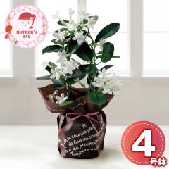 �x��Ă��߂�� ��̓� �M�t�g 2026 �v���[���g �}�_�K�X�J���W���X�~�� ���� �� �������� �y��d��s�z�y���͂��s�n��F�����z�y
