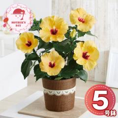 ��̓� �M�t�g 2026 �v���[���g ���� P10�{ �n�C�r�X�J�X �A�h�j�X�C�G���[ ���� �� �������� �y��d��s�z�y���͂��s�n��F�����z