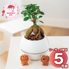 ��̓� �M�t�g 2026 �v���[���g ���� P10�{ �K�W���}�� �V�[�T�[ �ϗt�A�� �������� �y��d��s�z�y���͂��s�n��F�����z�y���͂�