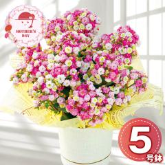 ��̓� �M�t�g 2026 �v���[���g ���� P10�{ �J�����R�G ���C���[�u�[�P ���� �� �������� �y��d��s�z�y���͂��s�n��F�����z�y��