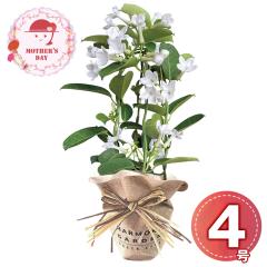 �y��̓�2026�z�}�_�K�X�J���W���X�~��4�� 1853-937 �t�����[ �� �������� �y��d��s�z�y���͂��s�n��F�k�C���E����E�����z�y��