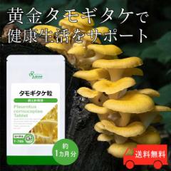 �^���M�^�P�� ��1������ T-786 (30��) �������� ���N �T�v�� ���v�T Lipusa ���� agesugi_sbe