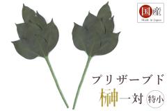  Ԃł͂ȂVR̗t vU[uh   _Ip _  Y