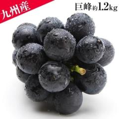 yő1,000~OFFN[|g!z Ԃǂ Mtg BY  1.2kgO   Mtg { t[c  t[cMtg 