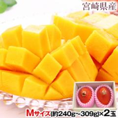 {茧Y n}S[ }S[ 2 ϔ (MTCY:240g`309g)  N Mtg v[g t[c Hו  { 