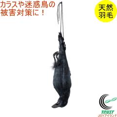 �C���K���X EG-38 �J���X ���� �V�R�H�� ���A���^�C�v ���Q�΍� �� ���悯 �S�~�u���� �� �ʎ��� �n�g �X�Y�� ���ǂ�