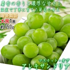 �}�X�J�b�g�E�I�u�E�A���L�T���h���A ��750g �����Ԃǂ� ���R���Y �����K�i �G�i�E���ϔ����� �M�t�g�œK�ȑ�[�̍����������I