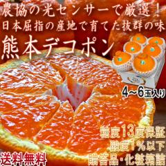 デコポン 熊本産 加温〜屋根掛け 4〜6玉 化粧箱入り 糖度13度以上保障 贈答品 光センサー認証 全国統一糖酸品質基準通過