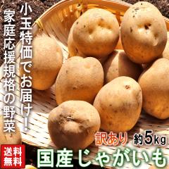 ���Ⴊ���� ���Y ���ʌ��� �i�V���Ⴊ����j��5kg 2S�`M�T�C�Y �󂠂� ��t���Y���S ���{�S�����{�̃W���K�C�������͂��I �Y�n���I