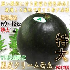 ����N���[���X�C�J ��9�`12kg 1�ʓ��� �����K�i ��t���Y 4�`6L�T�C�Y �������ɐl�C�̊󏭂Ȑ��Z�I���F�X�C�J�̖{��ň�Ă���i�ȊÂ�