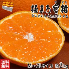 ɂ܂떨 B݂ 3kg M`2LTCY F{Y ʃTCY 荠îTCYIl_ƂňĂ{̃t[c