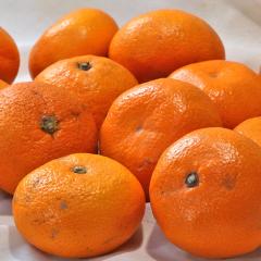 ���o���݂��� �F�{���Y ��3kg M�`2L�T�C�Y �ɂ܂떨�� ���B�~�J�� �l�_�Ƃň�Ă��F�{�̃~�J��