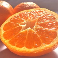 O݂ 4kg 2`4LTCY ÉY Gi`Di E탊[ Iʕi ʌ