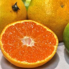 Fa̓앗 ݂ ɑEBi 3kg 2S`MTCY QY ʌ JAЂߓɂČIIЂ߂ւ{̖