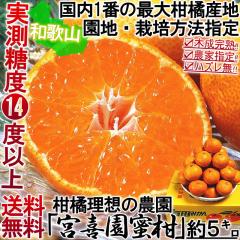 �����芮�n �L�c�݂��� �{�쉀���� ��5kg �a�̎R���Y �����K�i �_���w�薨�� �������x14�x���̔Z���Ȗ��I�L�c�n��̌l�_�Ƃ���|������