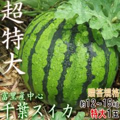 ����X�C�J ��12�`15kg 1�ʓ��� 5�`7L�T�C�Y ��t���Y �����K�i �G�i �x���E�R���E���c�Ȃǌ������w�̎Y�n���I�I
