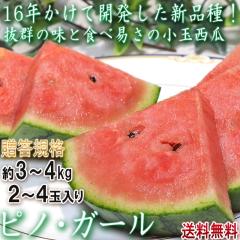 �s�m�E�K�[�� ���ʃX�C�J ��3�`4kg 2�`4�� ��錧�Y �����K�i �^�l���ƐH�ׂ���V�i��I���Q�̖��ƐH�׈Ղ�
