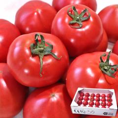�����肱�g�}�g ���I ��1kg 15�`24�� �������Y �~�R�_�� ���x8�x�ȏ�ۏ؂̃u�����h��؁I�������͔|�ŊÂ��Ǝ|�������Ղ�̃t���[�c�g