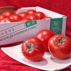 �V���K�[�g�}�g Verde �����x�t���[�c�g�}�g ��800g 2S�`L�T�C�Y ���m���Y �����K�i ���x7�x�ۏ؂̃u�����h��؁I